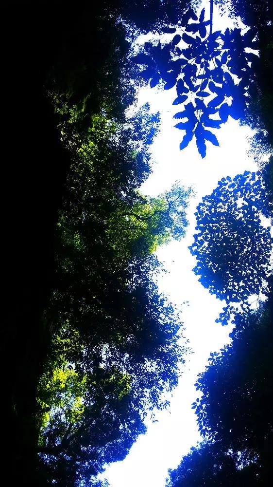 小长颈鹿逃离